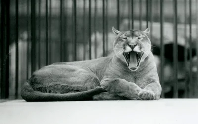 A Mountain Lion yawning at London Zoo, 1928